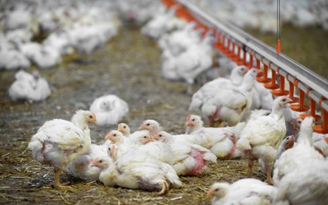 chicken price hike