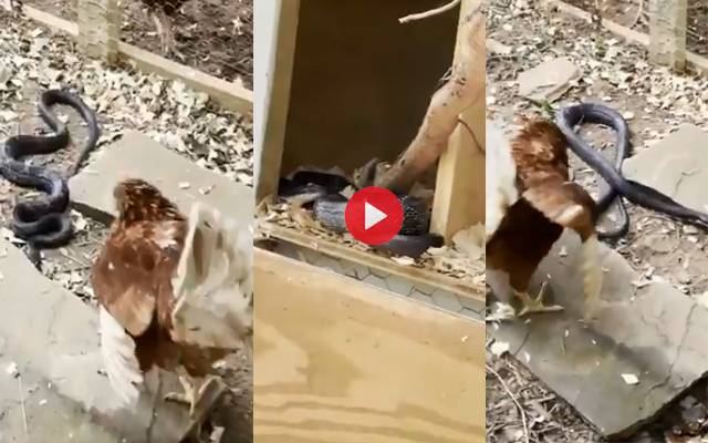 hen and snake fight
