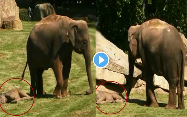 Elephant mother fails to wake her baby up from sleep
