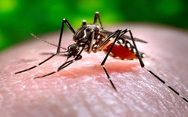 dengue lahore