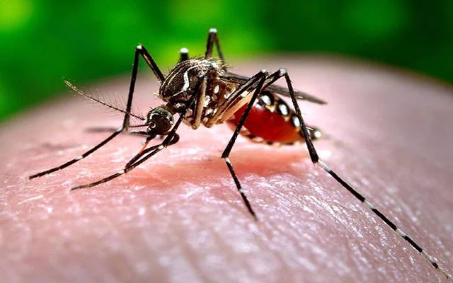 news dengue cases report in lahore