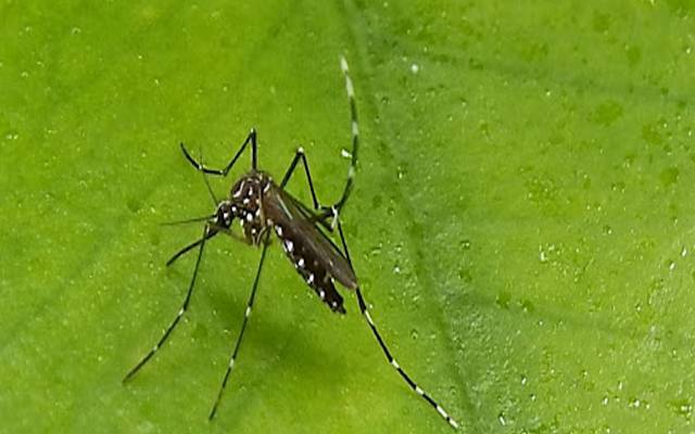 dengue cases reported in Lahore 