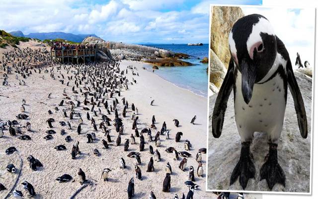 Bees kill dozens of rare penguins on Boulders Beach