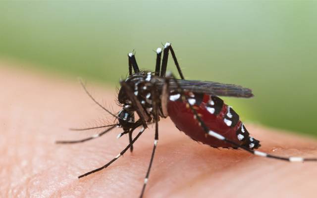 Dengue,patients
