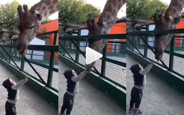 toddler video viral at zoo 