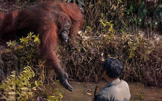orangutan and a man in Borneo has melted hearts all over the world