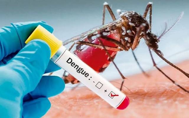 dengue cases in lahore 