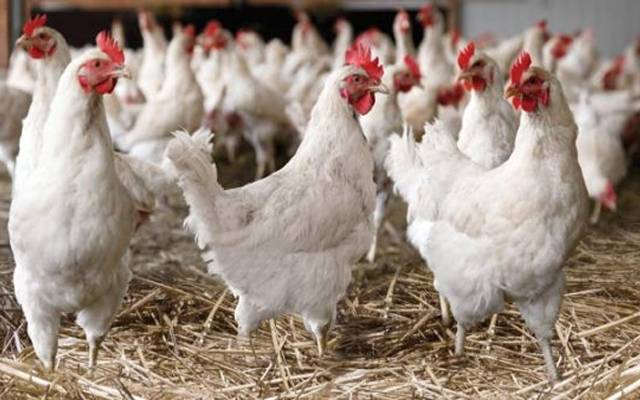 chicken rates today