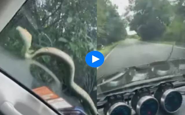 Snake Attack on Car,video