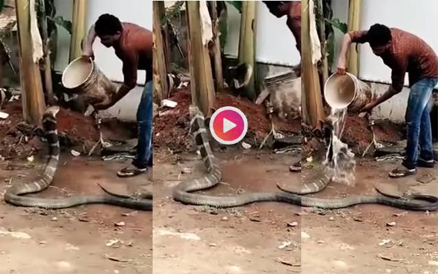 Man Gives Bath & Feeds Water to Thirsty King Cobra