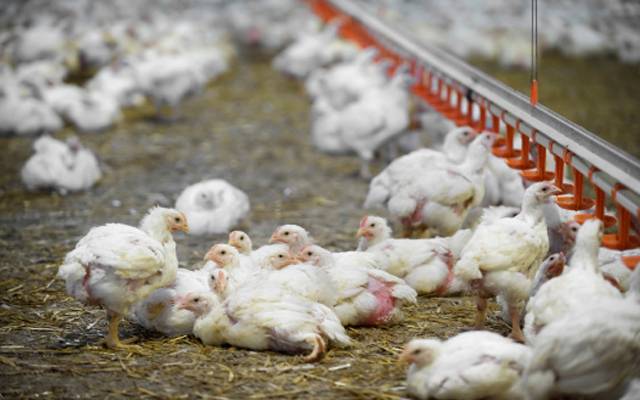 Chicken Price Hike