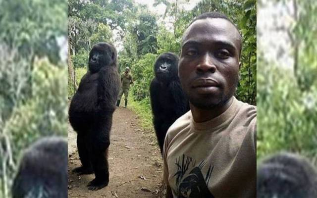 Selfie star Guerrilla