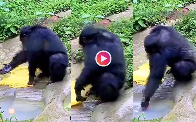 Viral Video Clever Chimpanzee