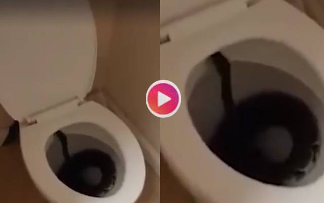 4 foot python found in toilet