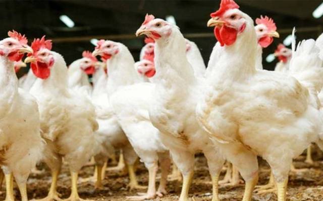 Chicken price 