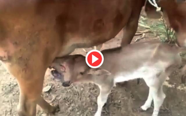 Calf with 2 heads and 3 eyes