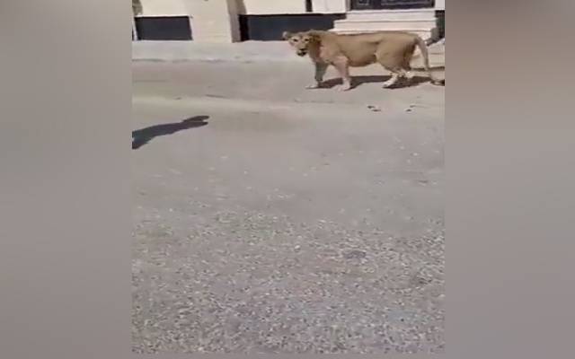 Saudia arab