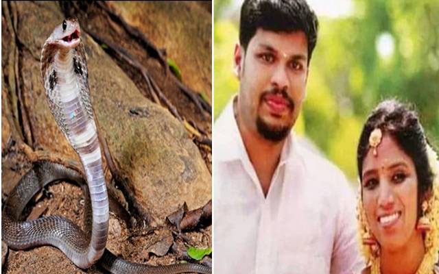 Man killed his wife with snake