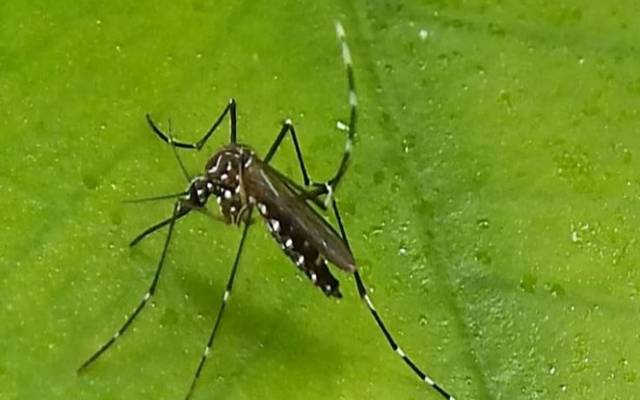  Dengue cases