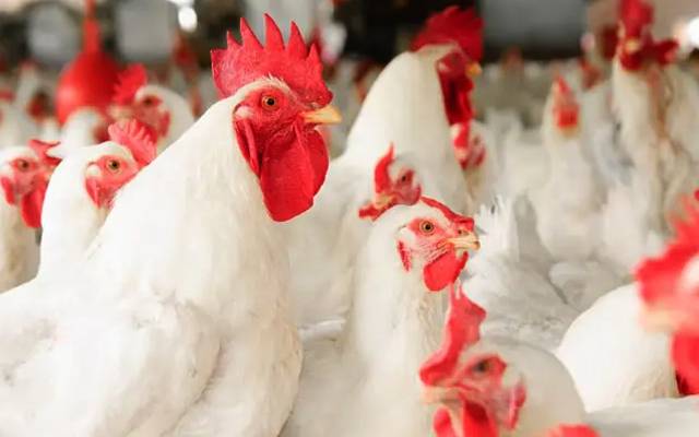 Broiler Chicken price