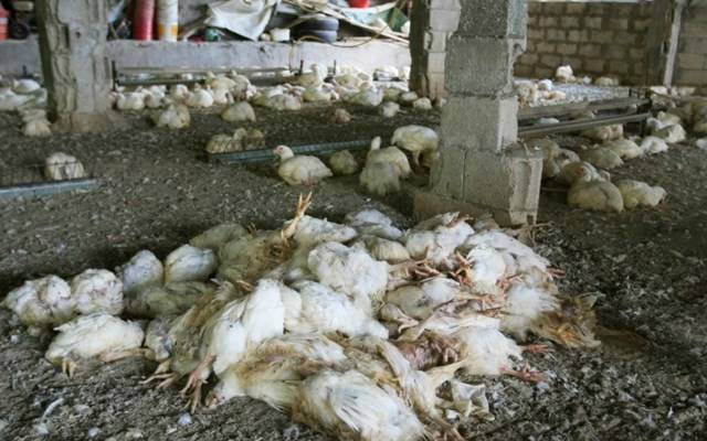 Punjab food authority