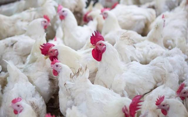 Chicken Price Hike