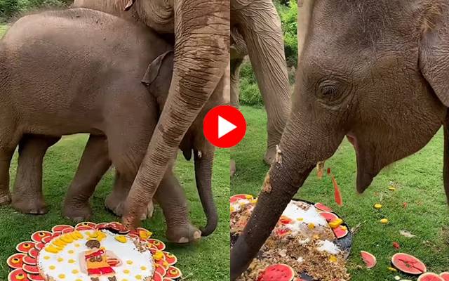 elephant calf with grandmother