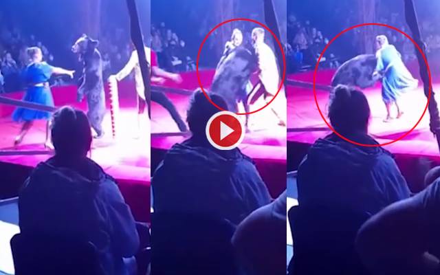 bear attack pregnant woman