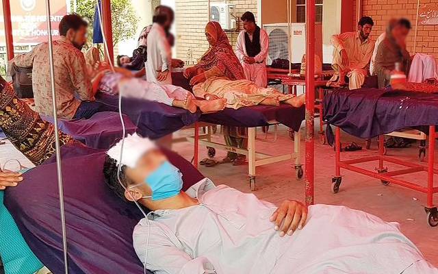dengue fever cases in hospital