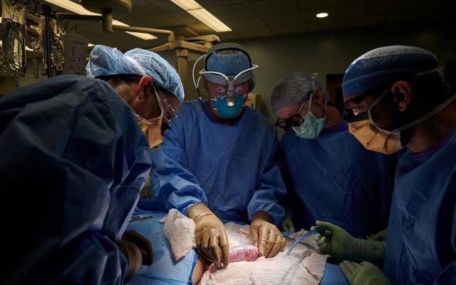 Pig Kidney Transplanted In Humans