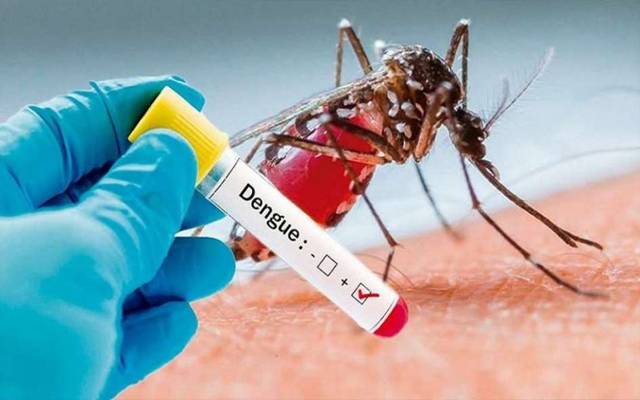 dengue virus