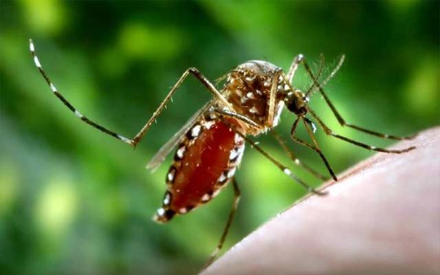 dengue 