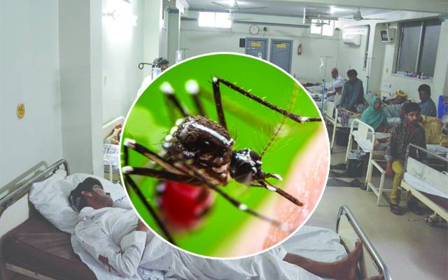 Dengue Patient Died
