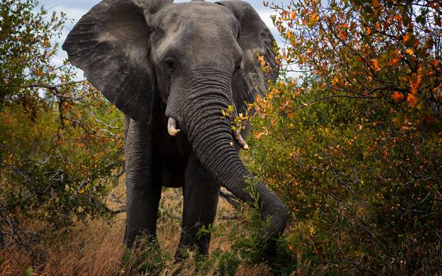 Kruger National Park