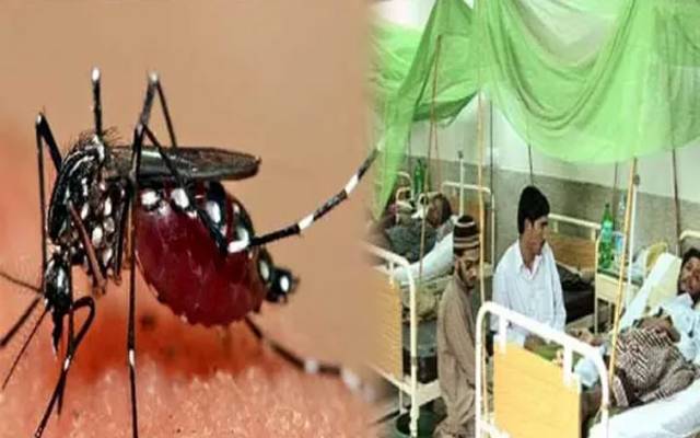 dengue 