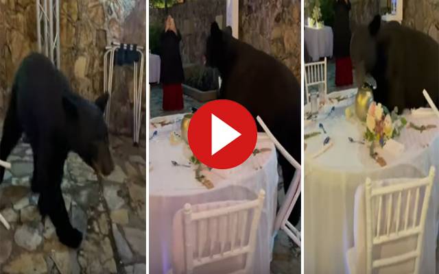 Bear video viral