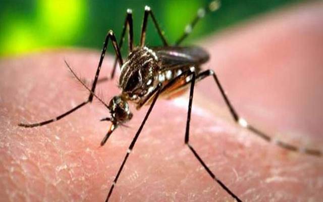 dengue cases