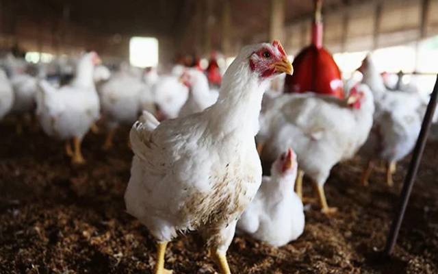 Chicken Price Hike