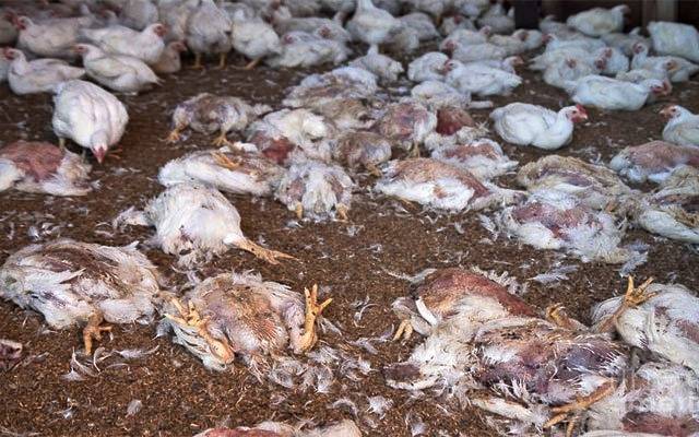 dead chicken