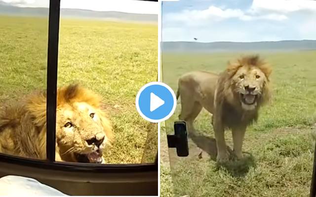 Lion Attack on man