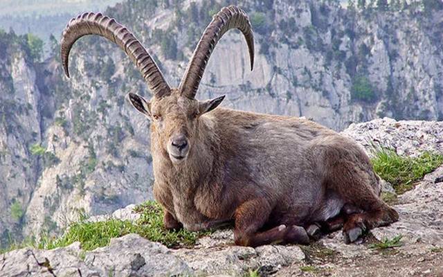 Markhor auctioning