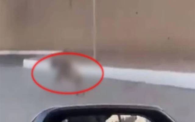 Horror Animal Road