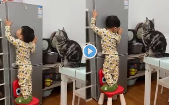cat and boy video viral