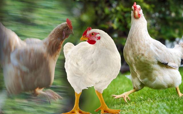 Chicken Price