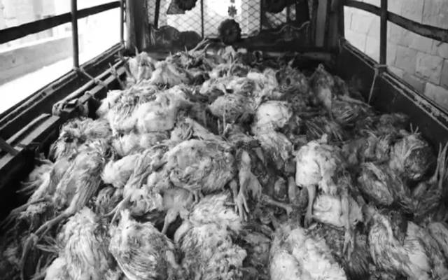 Raid against died meat & chicken