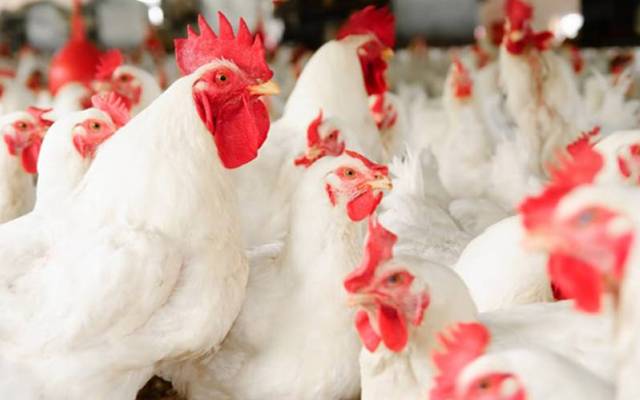 Chicken rate in Lahore