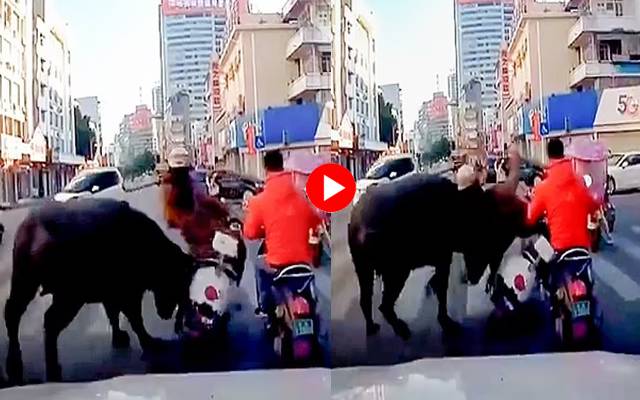 escaped buffalo attack on Women