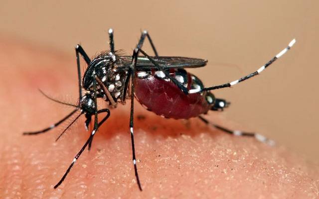dengue cases in lahore 