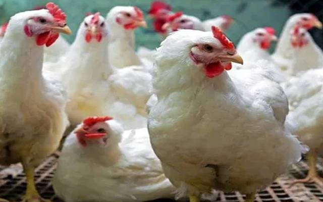 Chicken Price Decrease