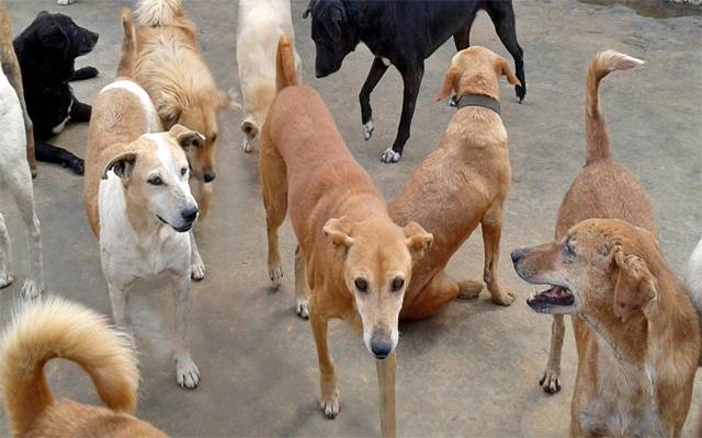 Stray Dogs